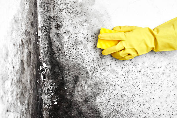 Mold Testing and Removal in Morganfield, KY