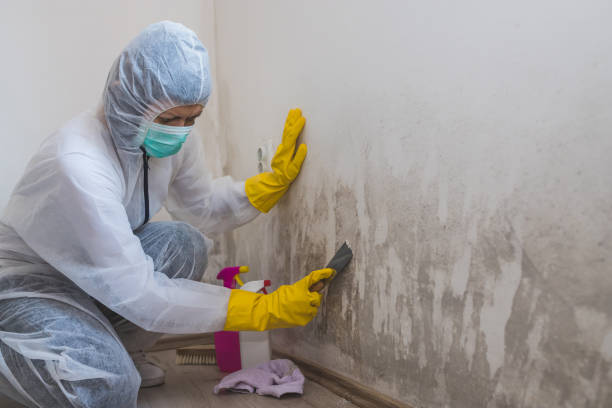 Best Black Mold Removal  in Morganfield, KY