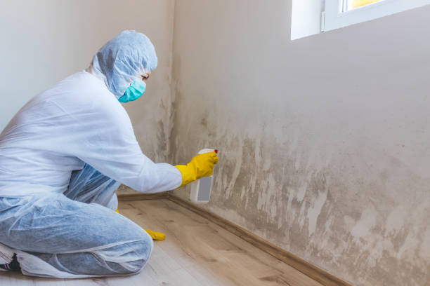 Best Attic Mold Removal  in Morganfield, KY