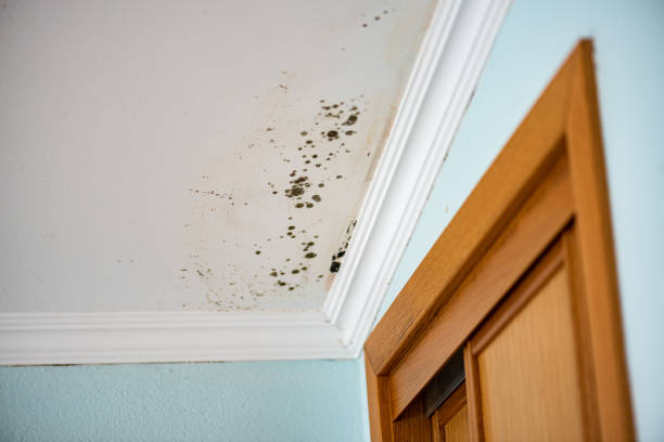 Crawl Space Mold Removal in Morganfield, KY
