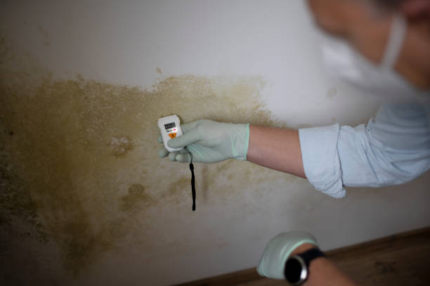 Best Mold Testing and Removal  in Morganfield, KY
