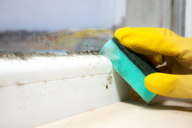 Professional Mold Removal in Morganfield, KY
