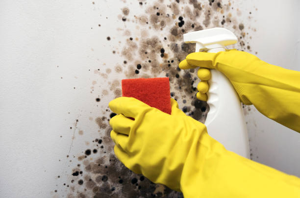 Best Office Mold Removal Services  in Morganfield, KY