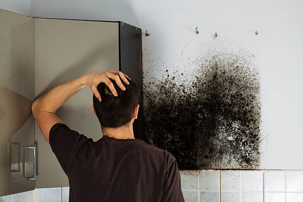 Best Commercial Mold Removal  in Morganfield, KY
